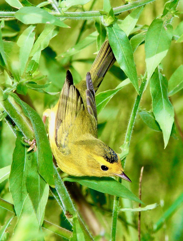 848 - WILSON'S WARBLER (8-30-13) pena blanca lake, scc, az -02 by Sloalan is marked with CC0 1.0.